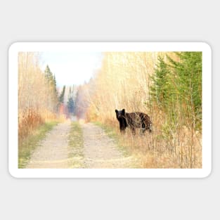 Black Bear on the Trail Sticker